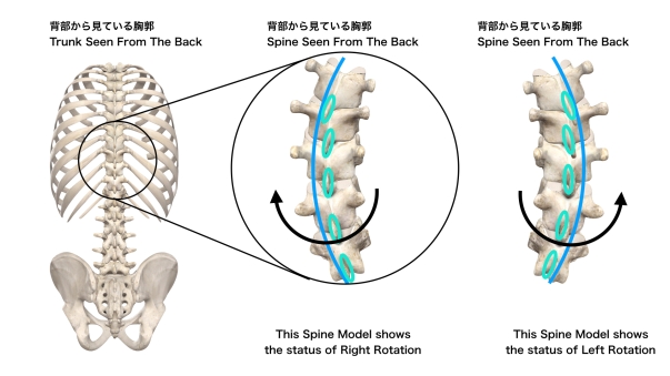 胸椎の回旋モデル